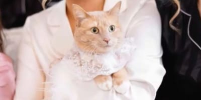 chat mariage