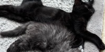 chat noir