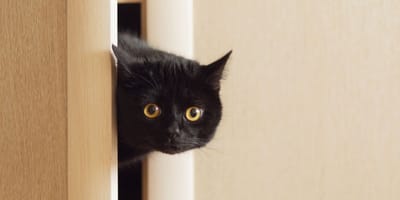 black cat