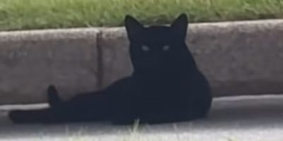 Black cat