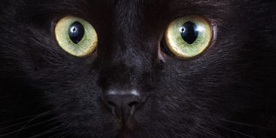 Chat noir