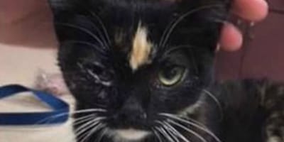 Furieux De Voir Un Chat Chez Lui Il Le Met Dans Son Congelateur Mais La Suite Est Encore Pire