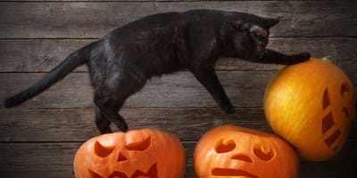 Black cat pumpkin