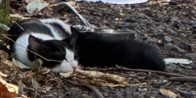 Chat noir et blanc