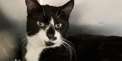 zwart-witte kat
