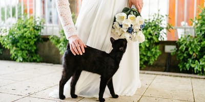 Chat noir et mariage