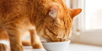 chat nourriture