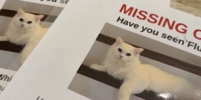 Vermisste Katze