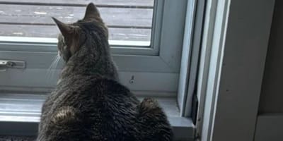 Chat qui observe