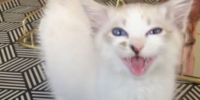 chat Ragdoll