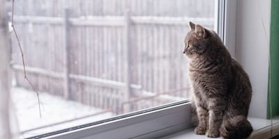chat regarde par la fenêtre