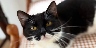 chat Remy