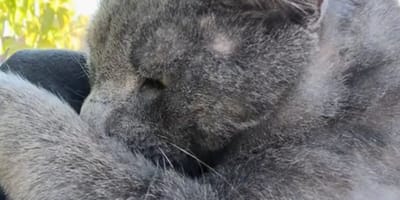 Chat renversé par une voiture