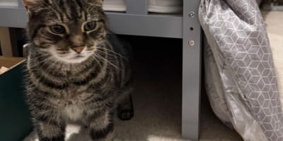 Wiedergefundener Kater