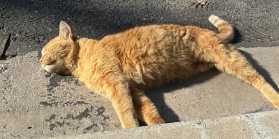 Three-legged ginger cat