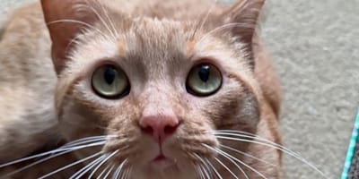 chat roux