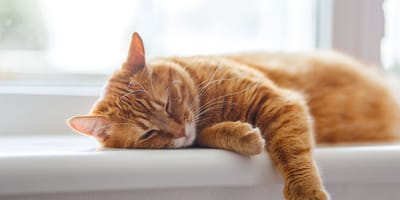 chat roux