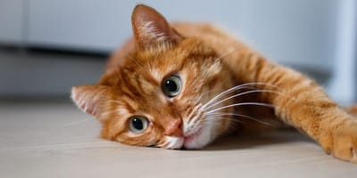 Ginger cat