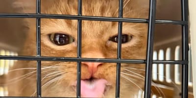 Gato de pelo rojizo