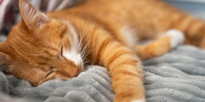 Chat roux