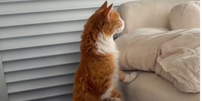 gato rojizo y blanco