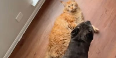 Chat roux et Cane Corso