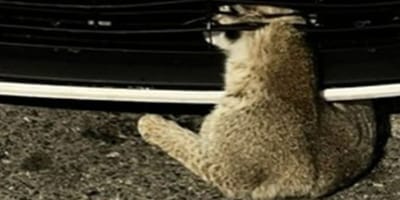 Chat sauvage coincé dans une voiture