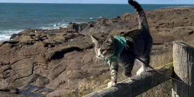 gatto a passeggio