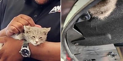 Kat gered uit een auto