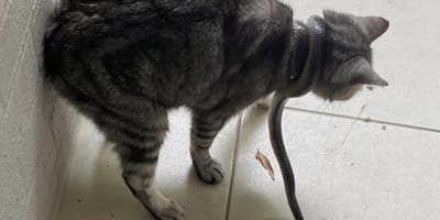 gato serpiente Australia