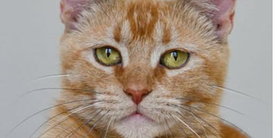 Chat seule
