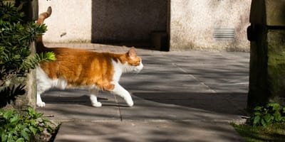 Chat sur la terrasse
