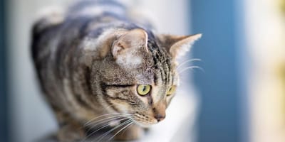 Katze auf dem Balkon