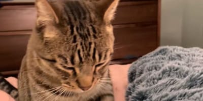 chat tigré