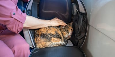 chat train