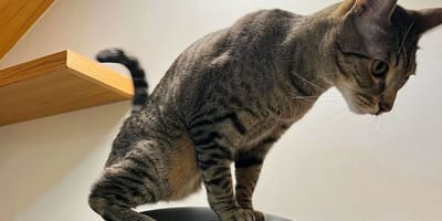 Chat tripode
