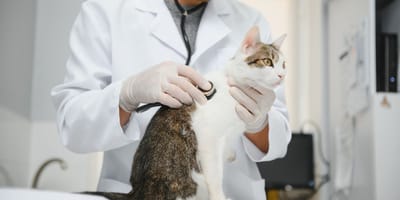 Chat vétérinaire