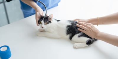 Chat vétérinaire