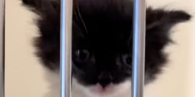 chaton