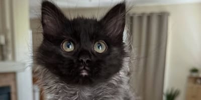 chaton