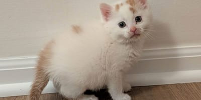 chaton abandonné
