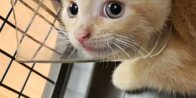 Chaton avec un bocal en verre