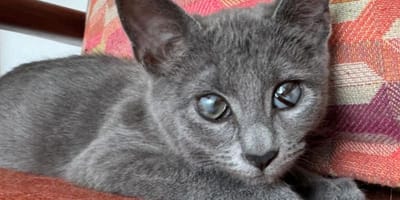 chaton aveugle