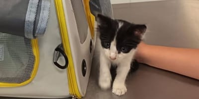 Chaton Crête