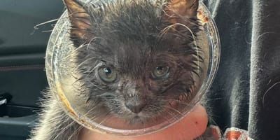 Chaton dans le gobelet