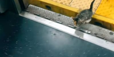 Chaton dans le métro