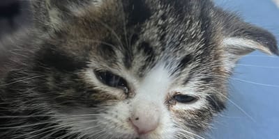 A 3-month-old kitten