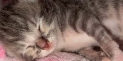 Chaton de 5 jours