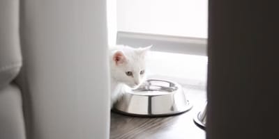 Chaton devant gamelle