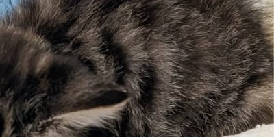 Kitten curled up in a ball